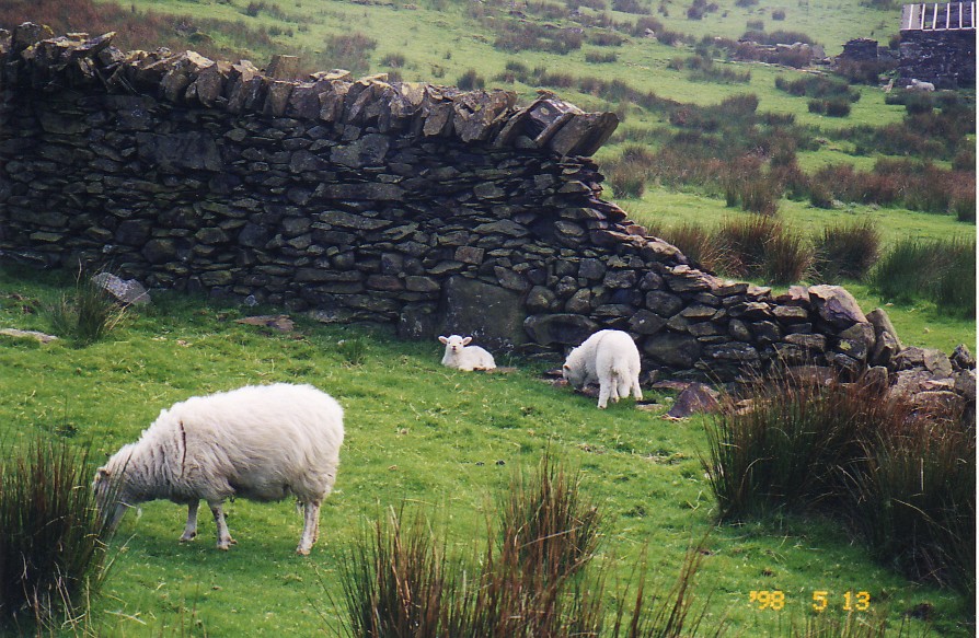 Sheep on the side of Mt. Snowden